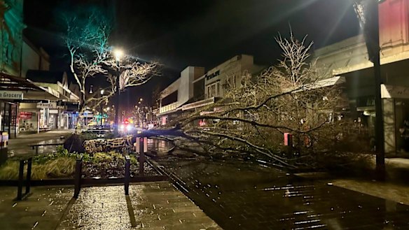 A fallen tree in Bridge Mall, Ballarat.