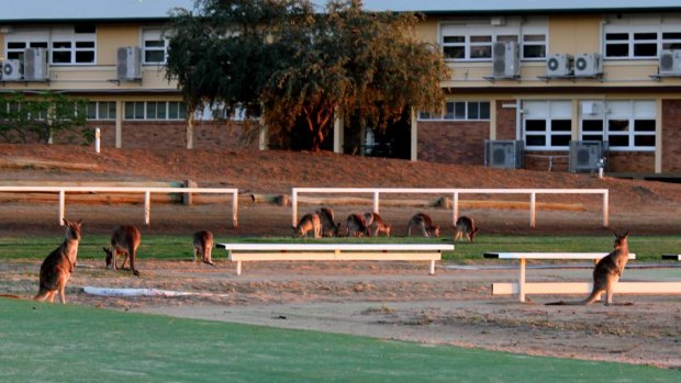 Rural Queensland schools, including Longreach State High (pictured), have struggled to keep kangaroos at bay.