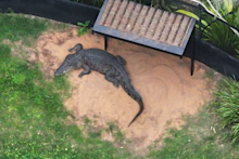 Teens charged after allegedly breaking into zoo, hitting croc with metal pole.