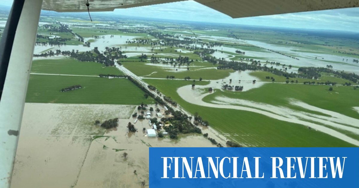 Victoria-NSW floods: Sheep with water up to their ankles as Murray peaks - Vimarsana News