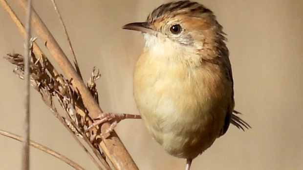 A golden-headed cisticola at the Aireys Inlet site after extensive replanting of native trees and plants on the land.