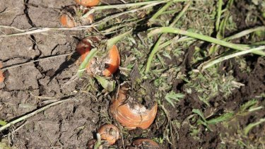 Hail damaged carrots are no longer fit for market.