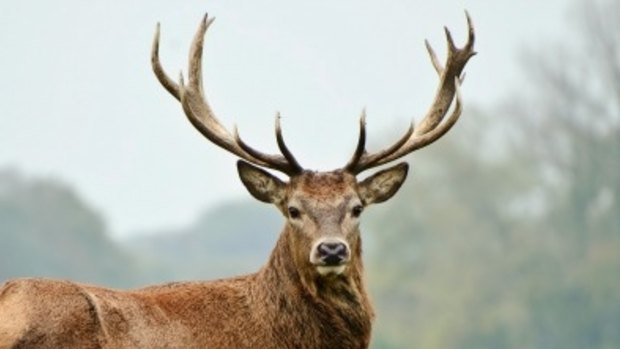 Hunters to shoot deer from helicopters in new cull trial