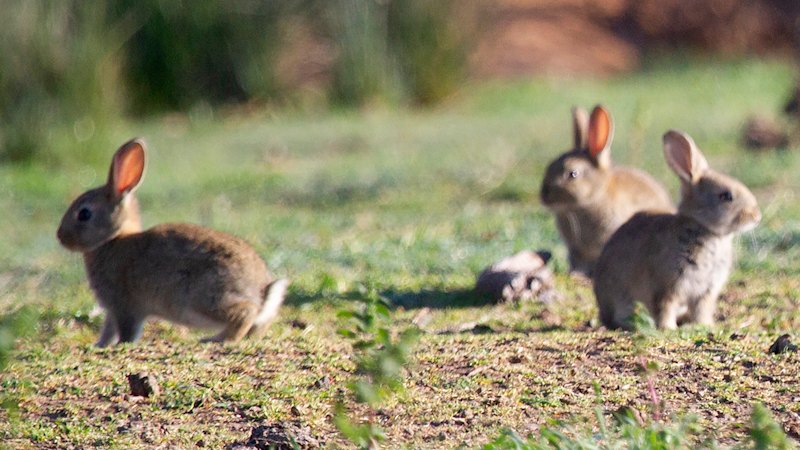 ‘Complacency crept in’: Australia defenceless against feral rabbit boom