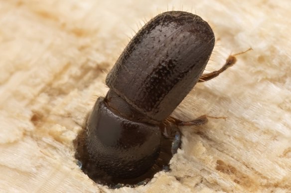 A close-up of the polyphagous shot-hole borer that was first detected in Perth in 2021.