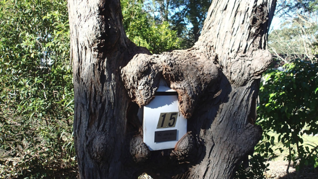 Forget about ankle-snapping dogs, the postie in this suburb has to contend with a hungry tree when delivering mail to this letterbox.
