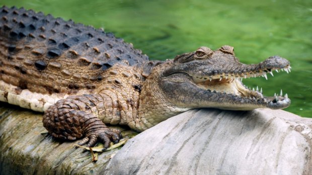 Residents have been warned not to go near the crocodiles (file image).