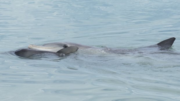 The newborn is a darker grey than older dolphins. 