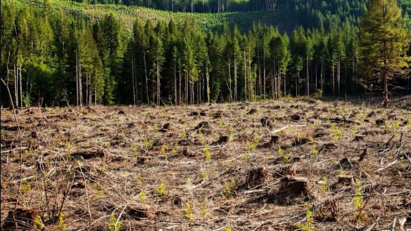 Newly planted trees by AirSeed drones