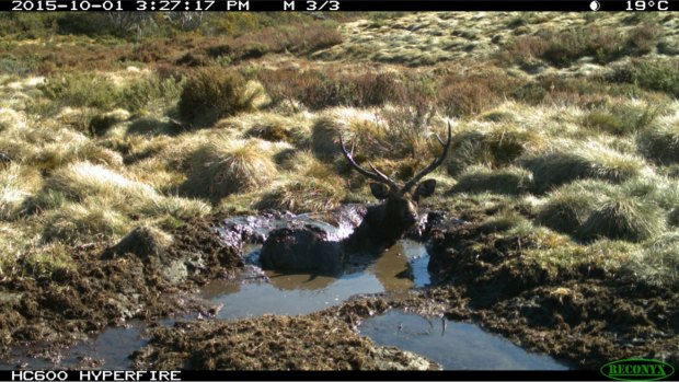 A Sambar deer stag stuck in mud in the Alpine National Park. 