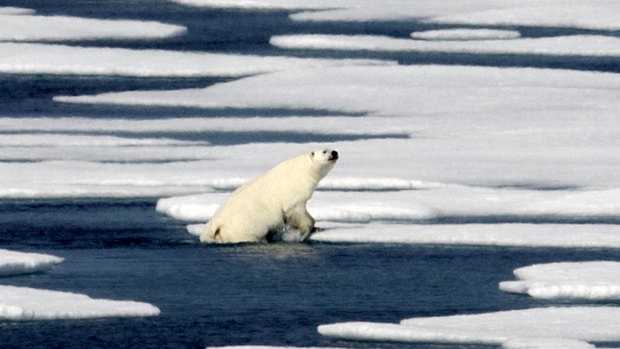 The Arctic is suffering dramatic loss of sea ice. A polar bear climbs out of the water in the Franklin Strait in the Canadian Arctic Archipelago. 