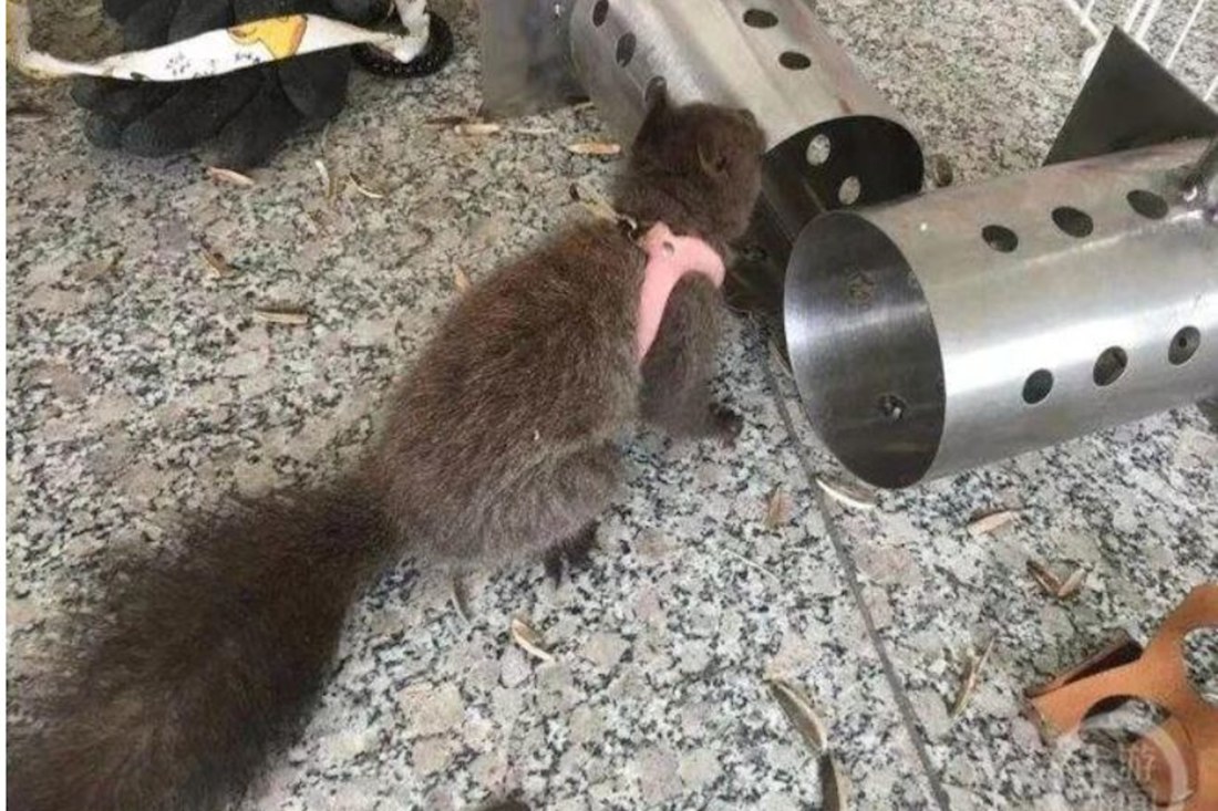Drug trafficking: Are China’s drug sniffing squirrels for real?