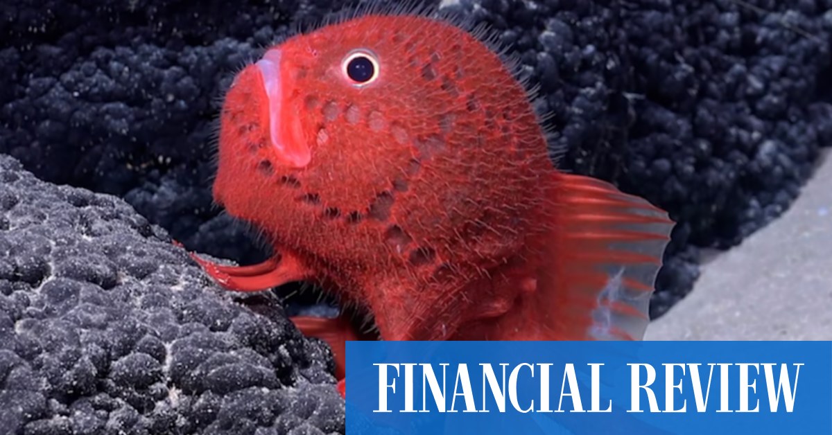 Deep-sea robot finds walking fish among 100 new species - Vimarsana News