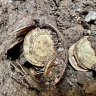 Couple who found old gold coins under their kitchen floor are $1.3 million richer