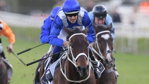 Pressure mounting: Hugh Bowman is aboard Winx for her shot at a record-breaking fourth Cox Plate on Saturday.