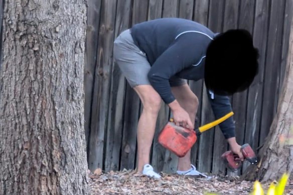  Inner West Council says it is aware of a photo taken by a local showing a man appearing to drill into a tree at Allman Park. 