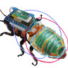 Part insect, part machine: Remote-control cyborg cockroaches to search radioactive zones