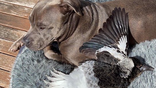 A Gold Coast couple will no longer be allowed to make money off their adopted wild magpie.