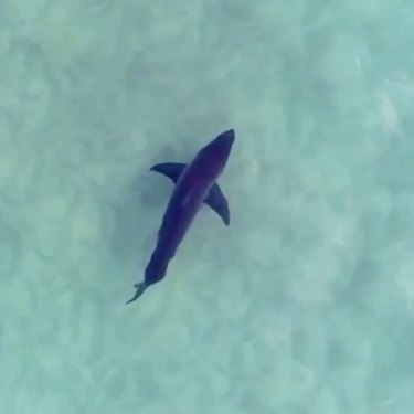 Spotting sharks, like this one photographed with his drone, has lessened Jason Iggleden’s fear of them.