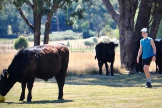 Cody and the cow: the young Bulldog keeps one or two as an investment.