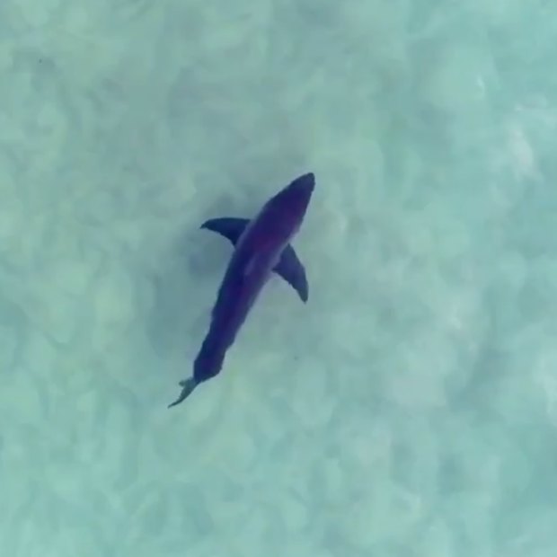 Spotting sharks, like this one photographed with his drone, has lessened Jason Iggleden’s fear of them.