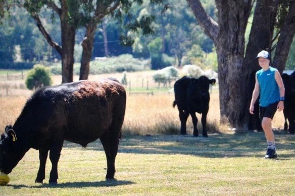 Cody and the cow: the young Bulldog keeps one or two as an investment.