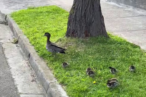 The duck and ducklings that waddled through Thornbury.