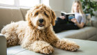 Find a vet, groomer, pet sitter and trainer before bringing an animal home.