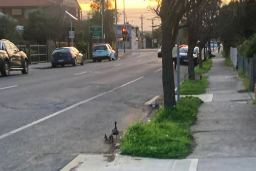 Headed for danger: The duck family make their way along a Thornbury street.