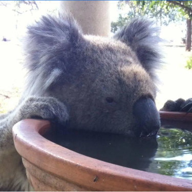 Usually, koalas get enough hydration from gum leaves. A scene like this in Gunnedah, NSW “really tells you there’s something wrong”, says a researcher.