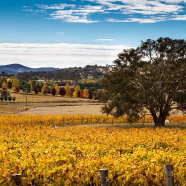 Clonakilla is now producing single-block shiraz viogniers.