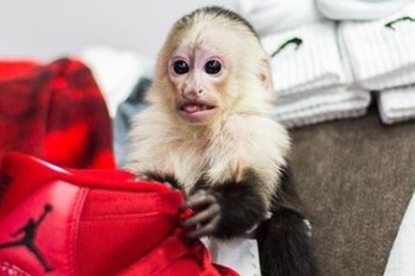 Chris Brown's pet monkey Fiji was seized by authorities.