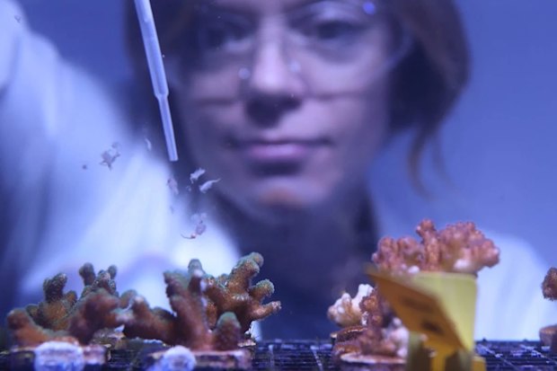 A Dra. Jen Matthews, cientista de corais da Universidade de Tecnologia de Sydney, testa suplementos em corais bebês.