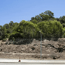 Mount Eliza beetle blight