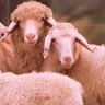 Raised primarily for milk ... Awassi fat tail sheep.