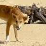 Dingo involved in K’gari attack captured and euthanised