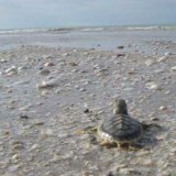 A flatback turtle hatchling on Eighty Mile Beach.