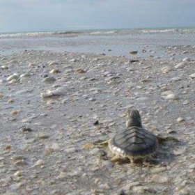 A flatback turtle hatchling on Eighty Mile Beach.