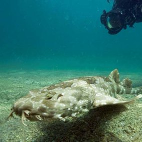 A juvenile wobbegong shark.