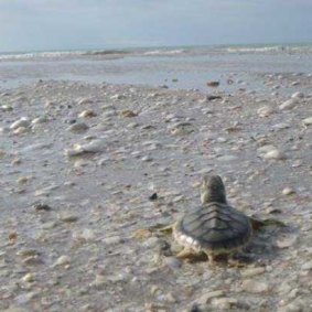 A flatback turtle hatchling on Eighty Mile Beach.