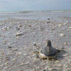 A flatback turtle hatchling on Eighty Mile Beach.