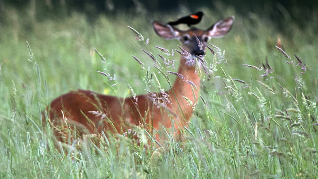 A red-winged blackbird perches atop a white-tailed deer in the tall grass. 
