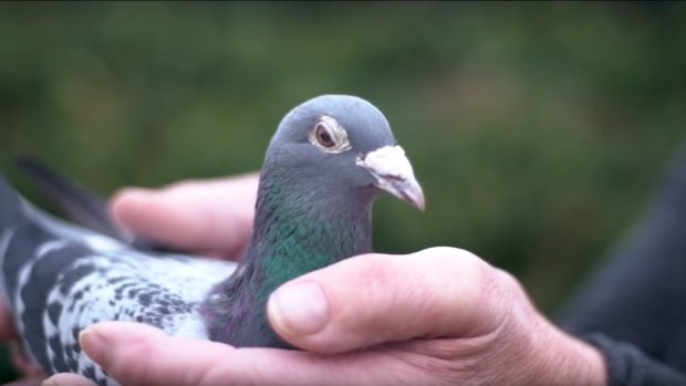 The 'Lewis Hamilton' of racing pigeons: this bird's real name is Amando.