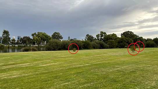 View of the trees from the footpath looking towards the lake. 