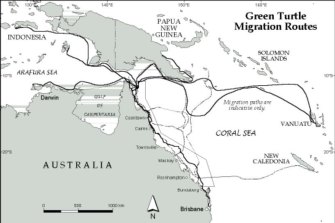The migration patterns of green sea turtles.