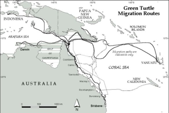 The migration patterns of green sea turtles.
