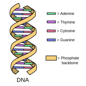 DNA is made up of two strands that pair together via four bases into an iconic double-helix structure.