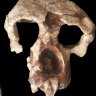 8.7-million-year-old skull suggests we didn’t evolve in Africa after all