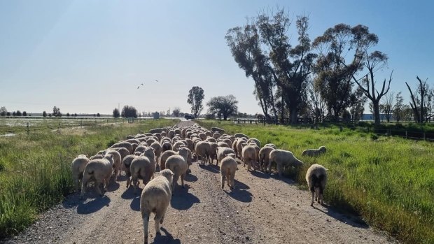Farmer Scott Thompson herds his neighbour’s sheep along McKenzie Road outside Echuca.
