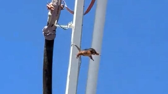A possum shaken loose from an Arete Concrete boom pump crane. Screenshot from TikTok video.